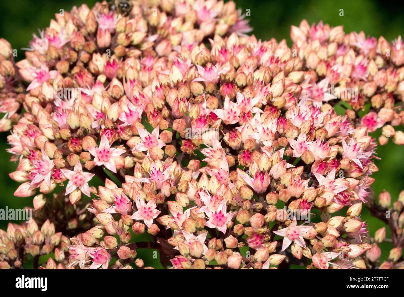 Stonecrop sedum, Hylotelephium telephium, Flower Foto Stock