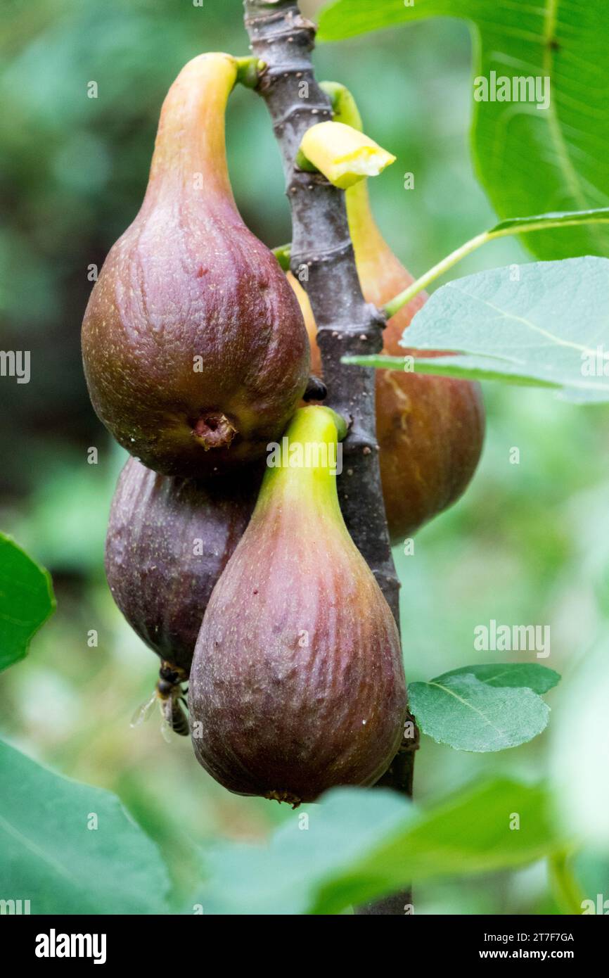 fichi frutta troppo matura Foto Stock