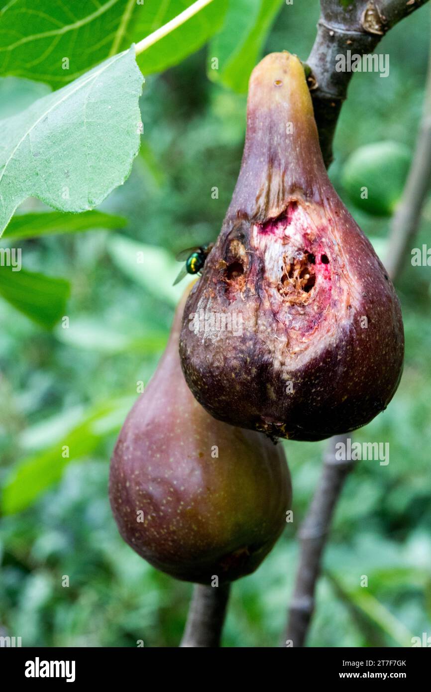 Frutta troppo matura Fig Foto Stock