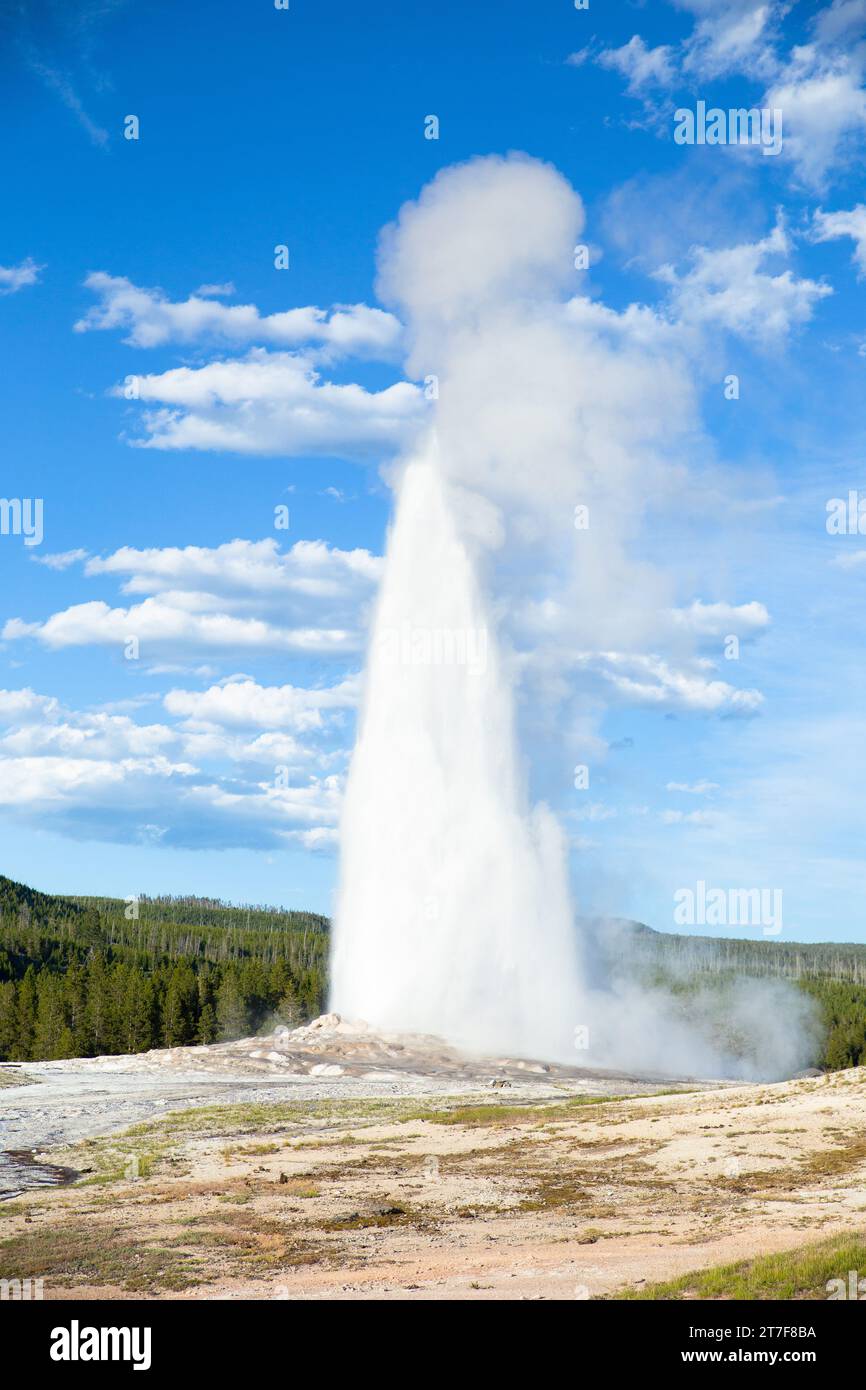 Il vecchio geyser fedele eruttante nel parco nazionale di Yellowstone Foto Stock