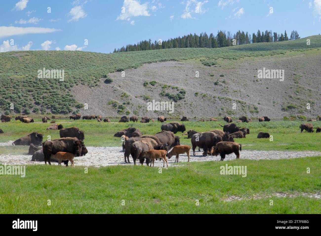 Molti bisonti si riuniscono nella prateria del parco nazionale di Yellowstone Foto Stock