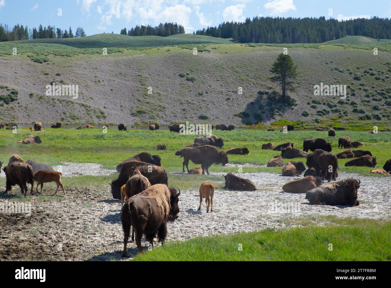 Molti bisonti si riuniscono nella prateria del parco nazionale di Yellowstone Foto Stock
