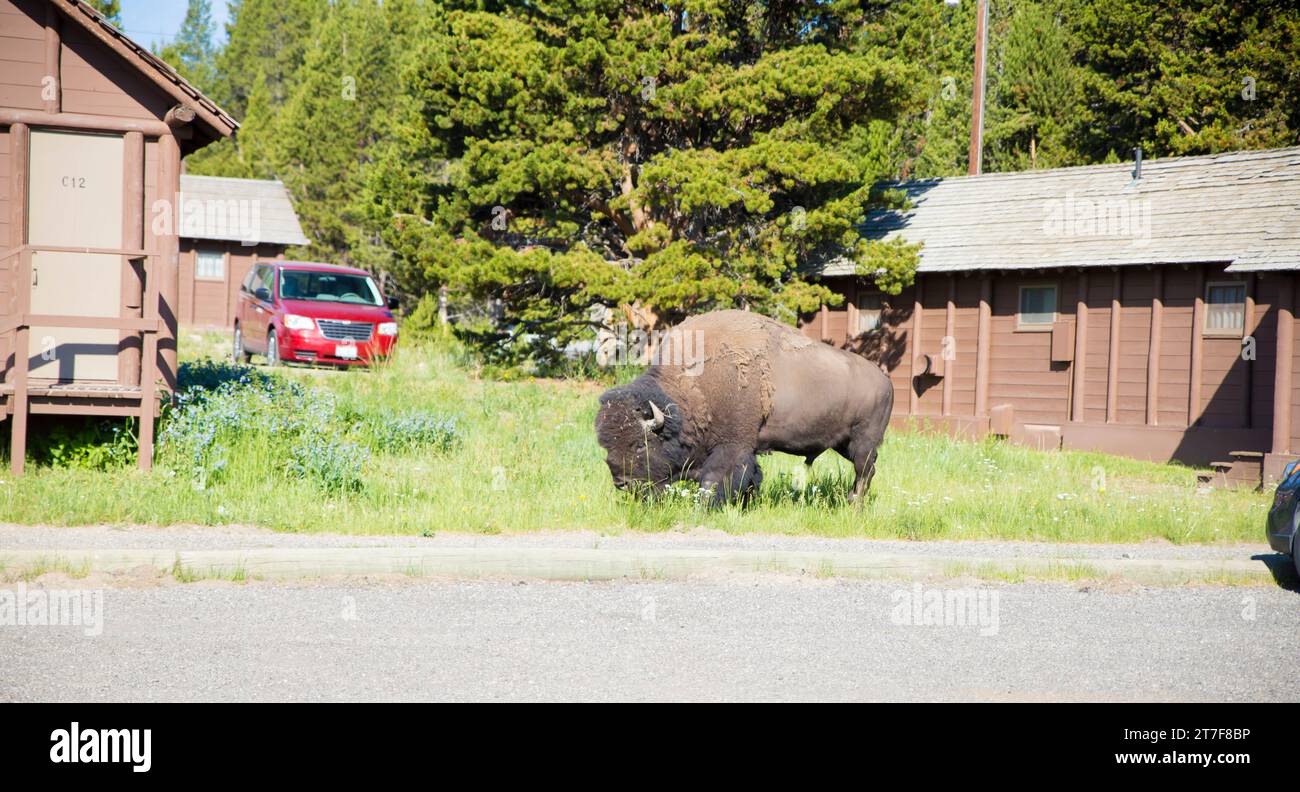 Un bisonte che mangia erba nel campeggio nel parco nazionale di Yellowstone Foto Stock