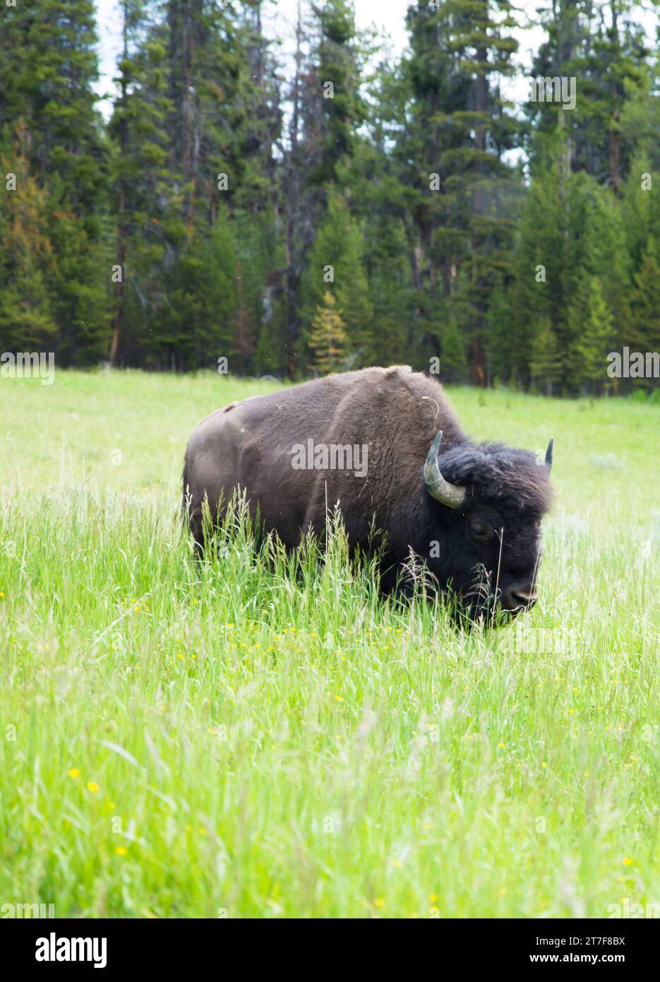 Un bisonte che mangia erba nel parco nazionale di Yellowstone Foto Stock