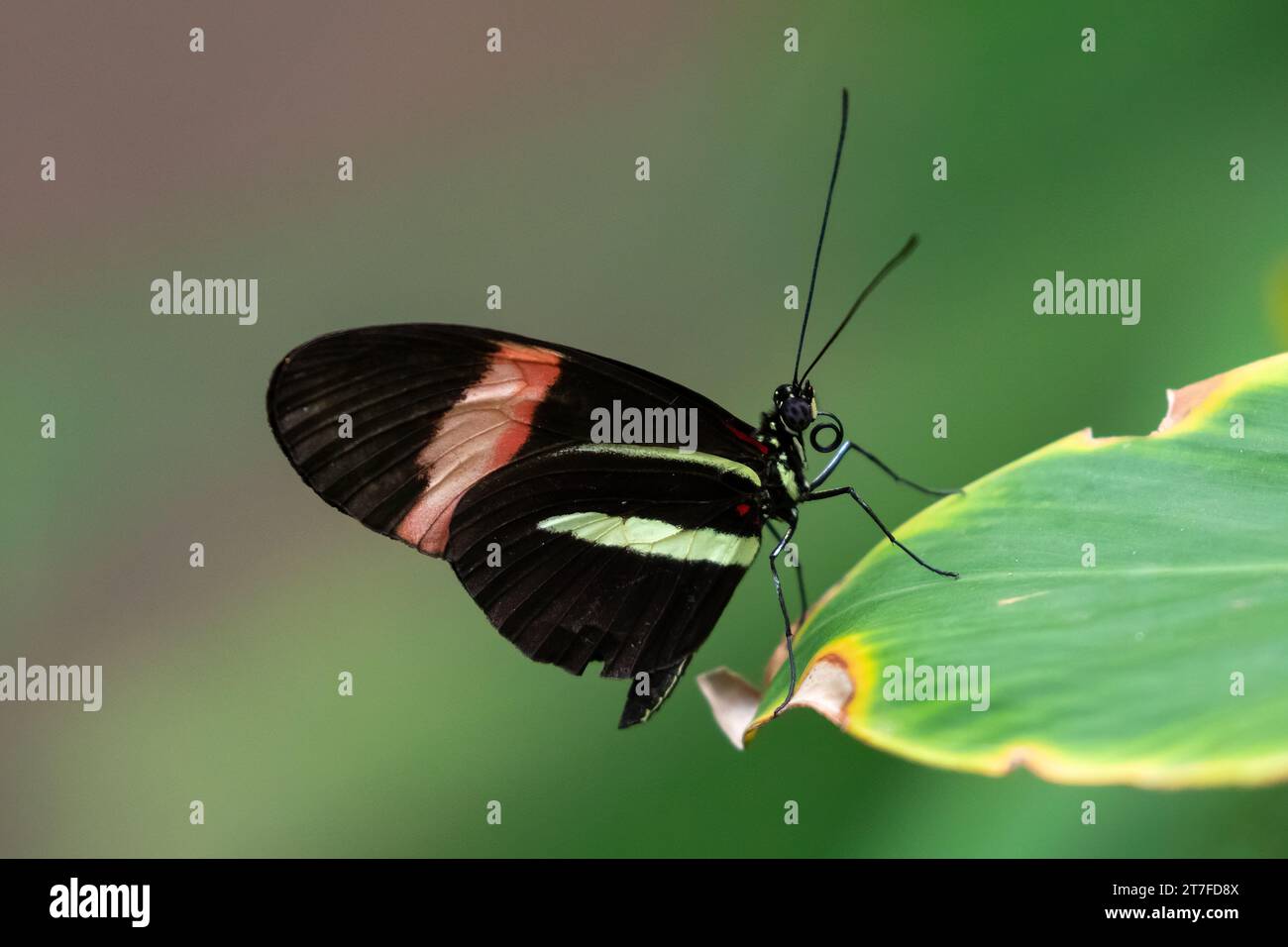 Postino farfalla (Heliconius melpomene) riposa su foglie; sull'isola di Aruba. Le ali si aprono parzialmente; le piante sullo sfondo. Foto Stock