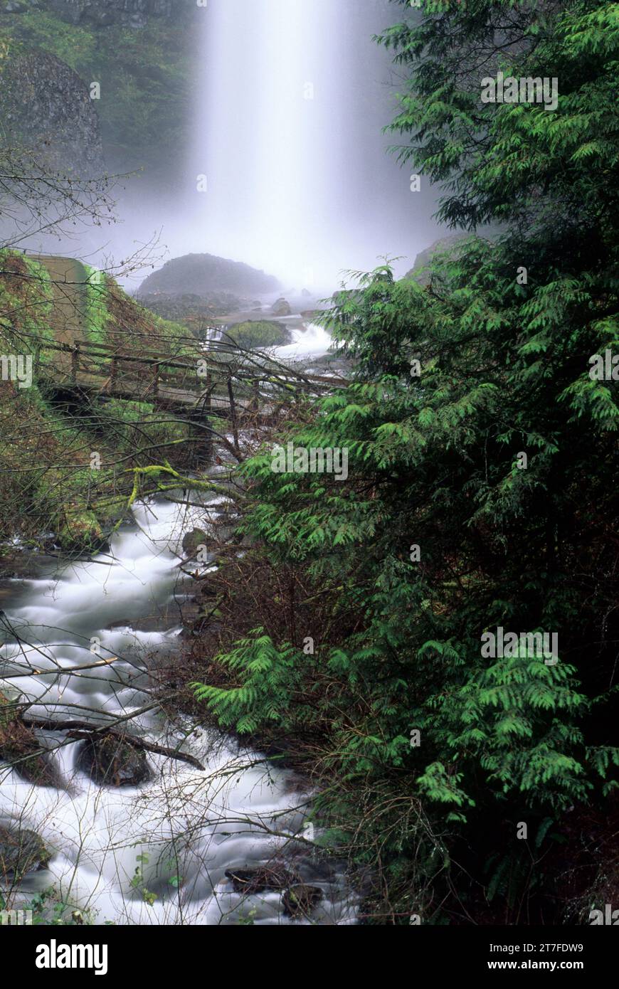 Latourell Falls, Talbot State Park, Columbia River Gorge National Scenic area, Oregon Foto Stock