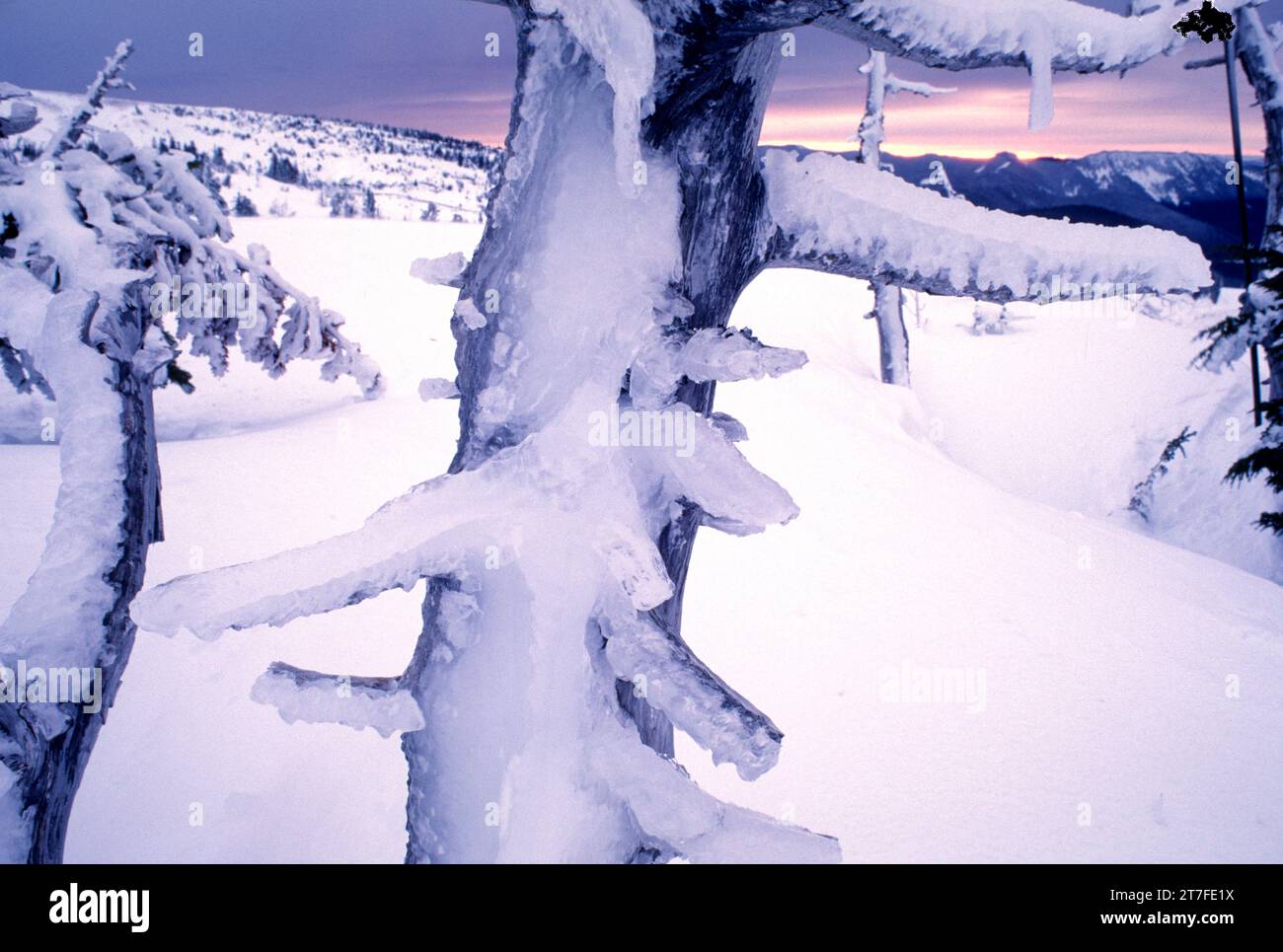 Coperti di ghiaccio albero vicino a Timberline Lodge, Mt Hood National Forest, Oregon Foto Stock