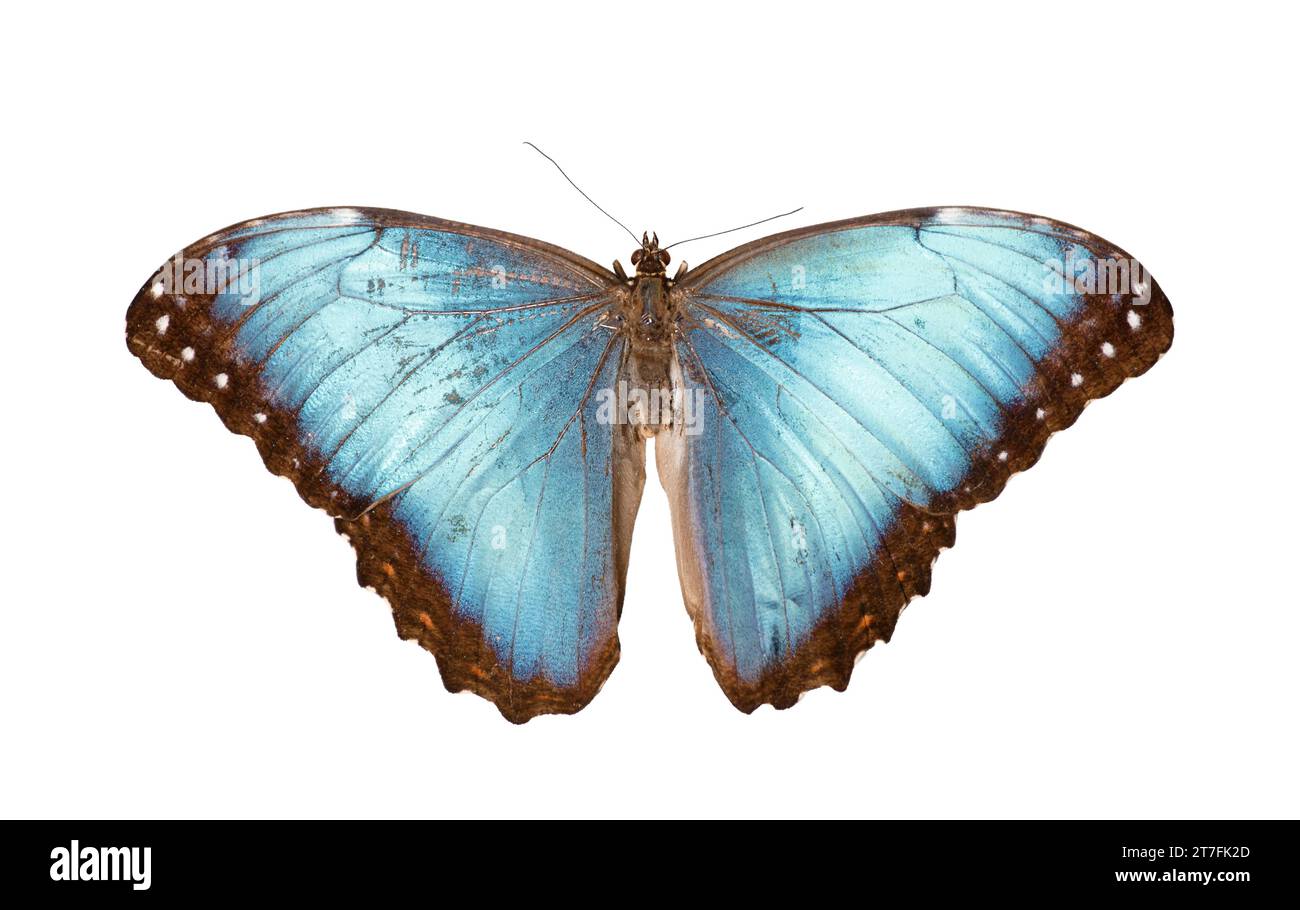 Specie di farfalle Morpho godarti assarpai isolati su sfondo bianco Foto Stock