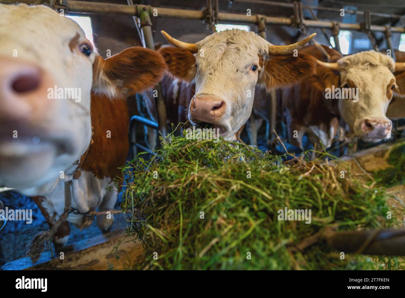 Mucche che mangiano erba fresca da un forcone all'interno di un fienile Foto Stock