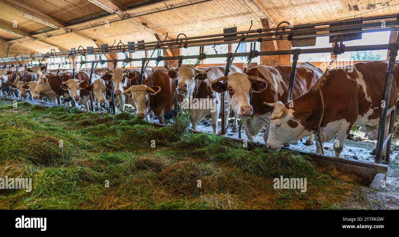 Allevamento intensivo di mucche in fila sfruttate per la produzione di latte confinato in un fienile di un'azienda agricola, molte mucche legate a catene. Allevamento intensivo di animali Foto Stock