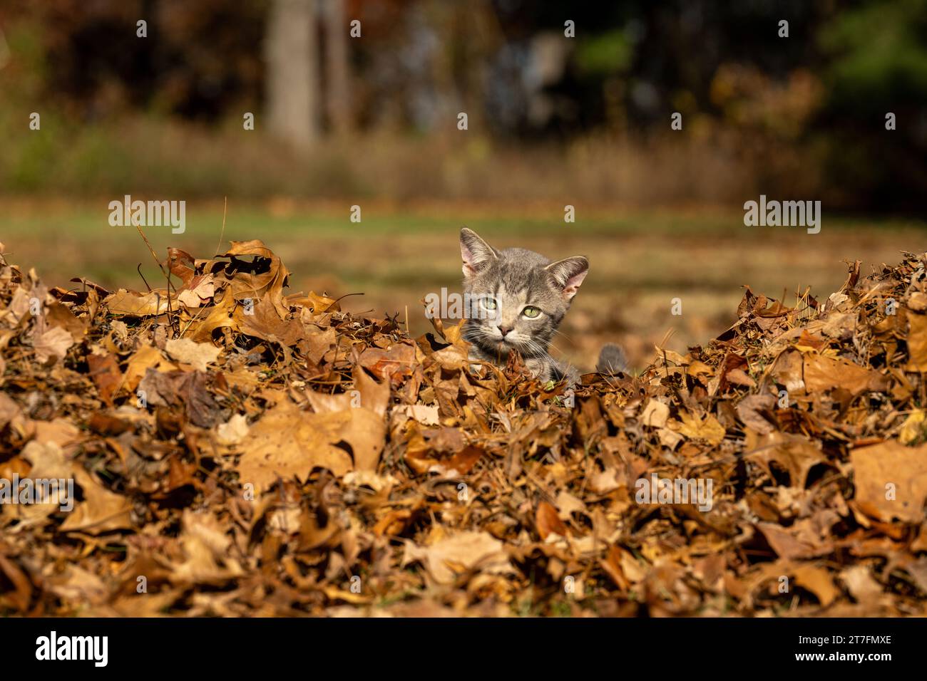 Un simpatico gatto grigio che sbircia su un mucchio di foglie secche in autunno. Foto Stock