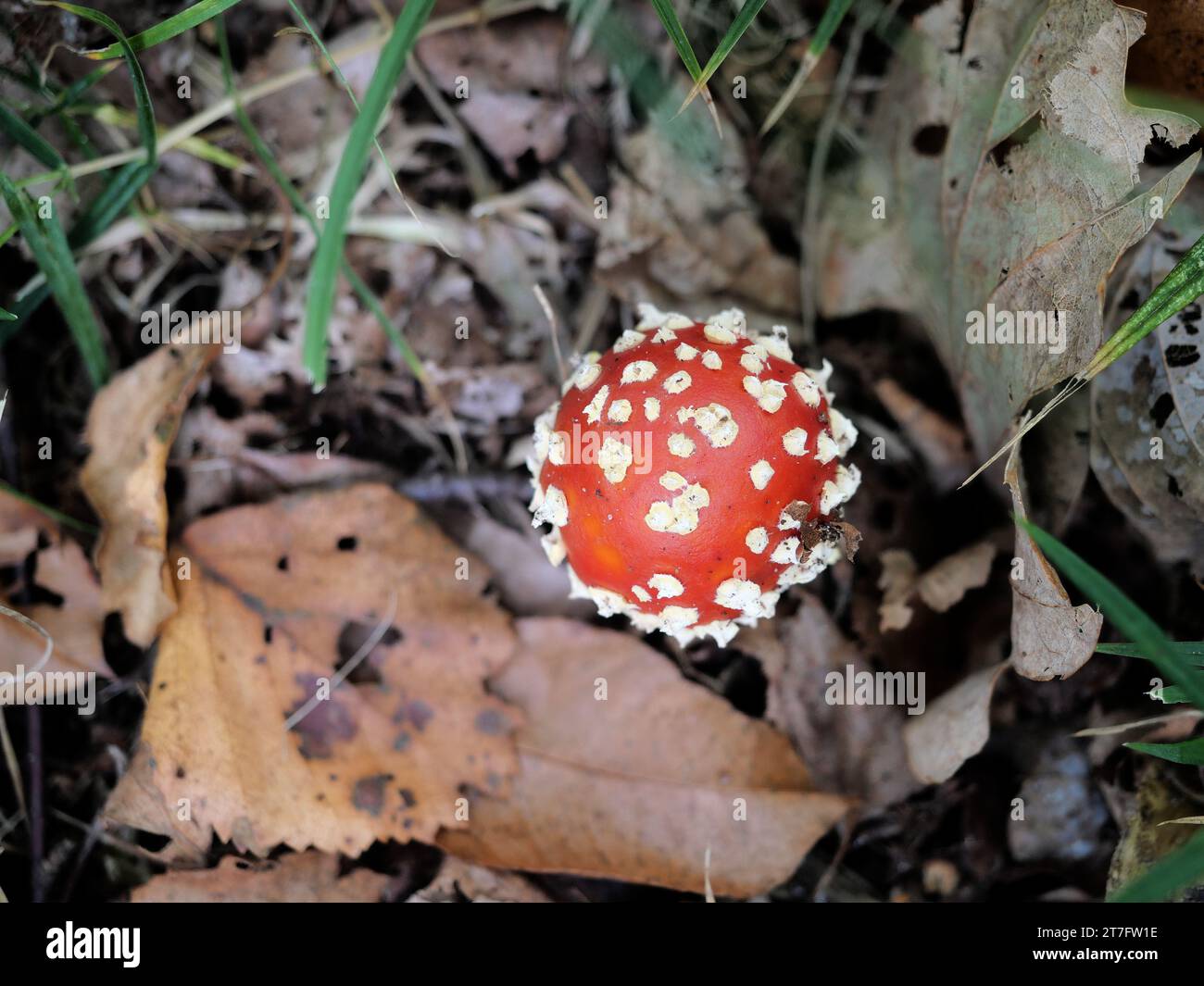 L'agarico della mosca è un simbolo dell'autunno e un soggetto fotografico popolare. Cattura l'attenzione con il colore rosso e le macchie bianche. Foto Stock