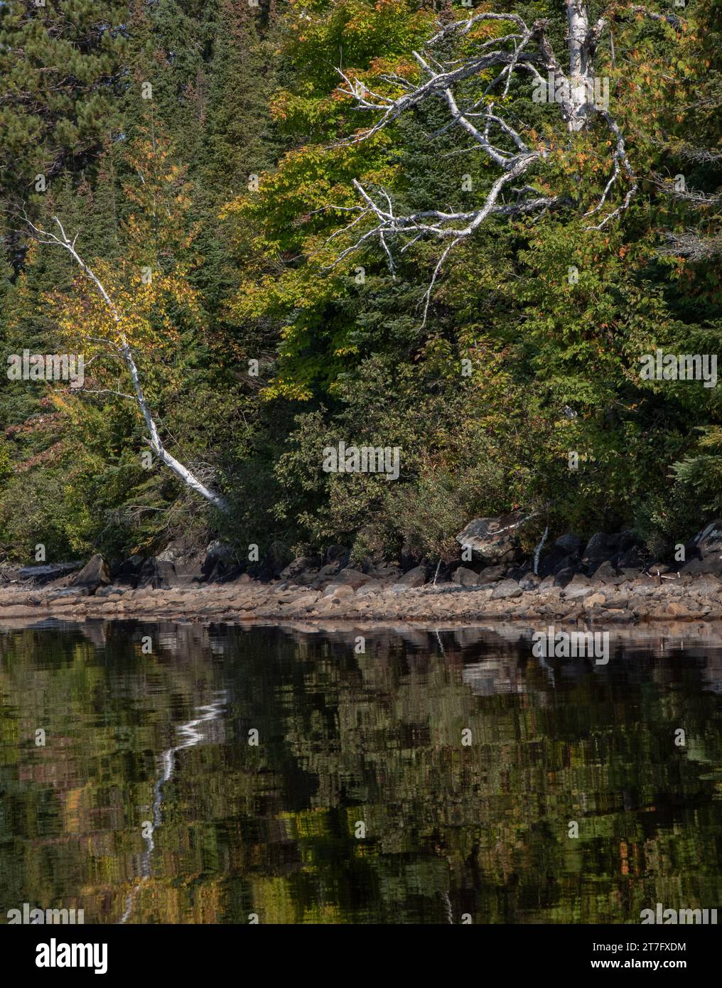 Riflessi di alberi nel lago di Algonquin Park Canada Foto Stock
