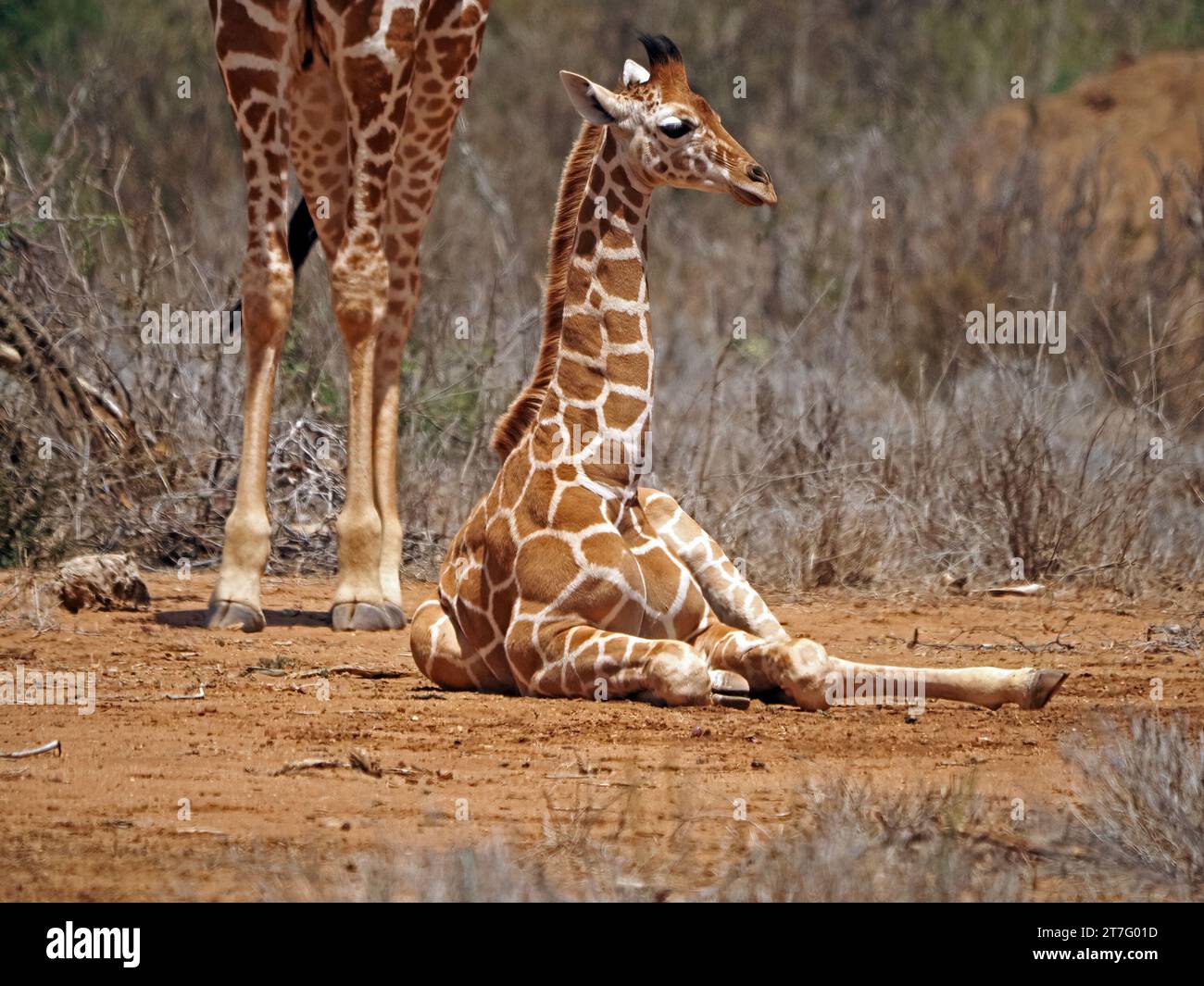 Graziosa giraffa reticolata (Giraffa camelopardalis reticulata) seduto sotto il fratello maggiore nella macchia di acacia di Laikipia, Kenya, Africa Foto Stock