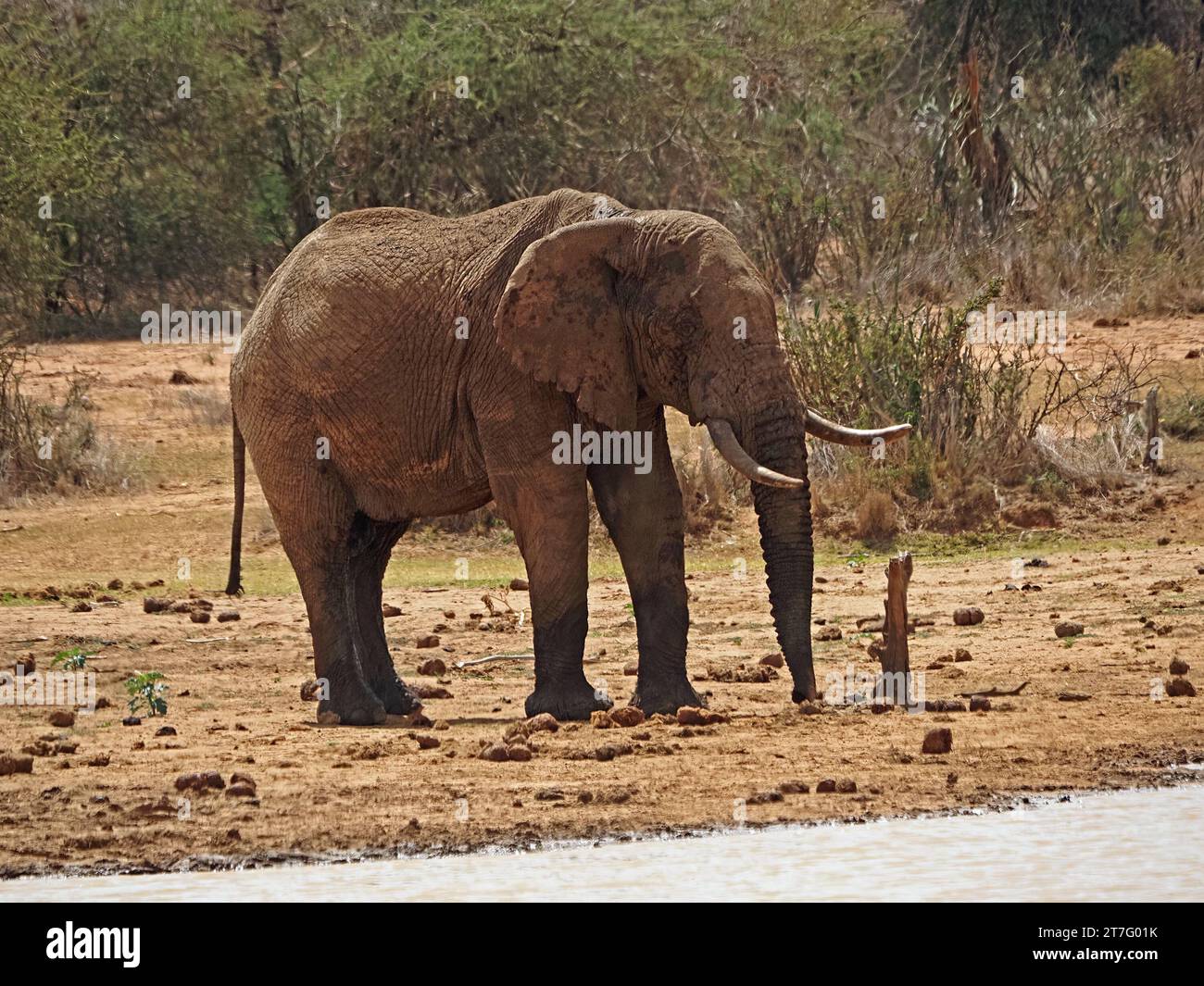 Grande elefante di toro fangoso (Loxodnta africana) con modeste zanne che si preparano a bere alla pozza d'acqua in Kenya Africa Foto Stock