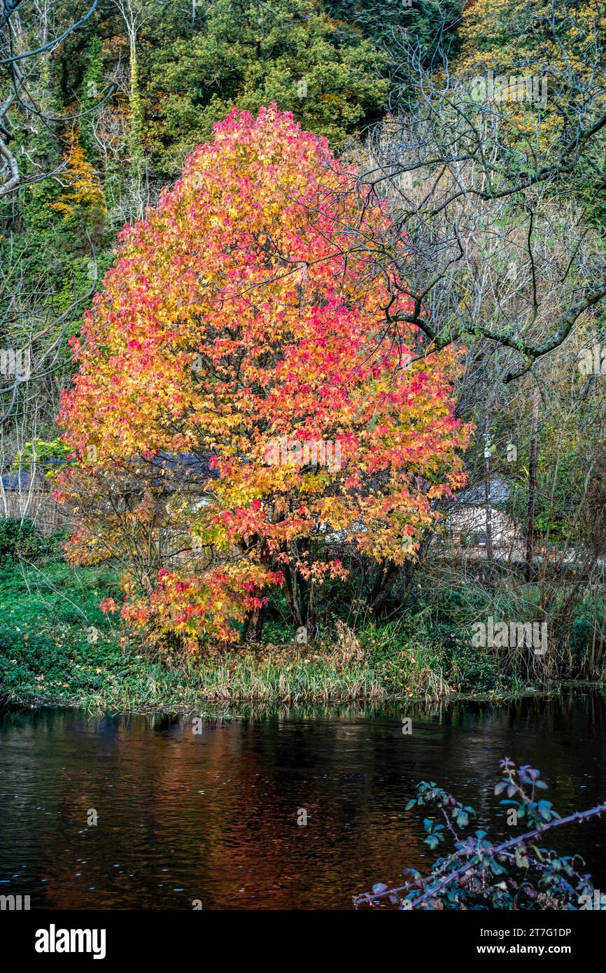 Vibrante albero autunnale con foglie rosse e arancioni riflesse in un fiume tranquillo, circondato da fitti boschi e fogliame di fine stagione in una scena tranquilla. Foto Stock