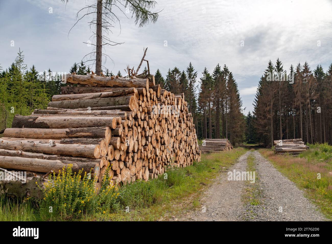 Pila di alberi in una foresta commerciale tedesca Foto Stock