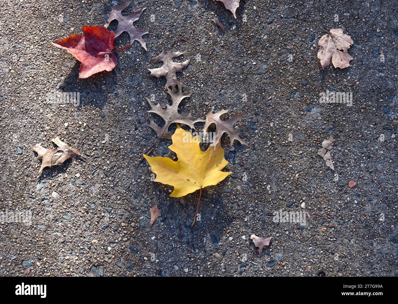 Alcune foglie autunnali sono cadute sul marciapiede Foto Stock