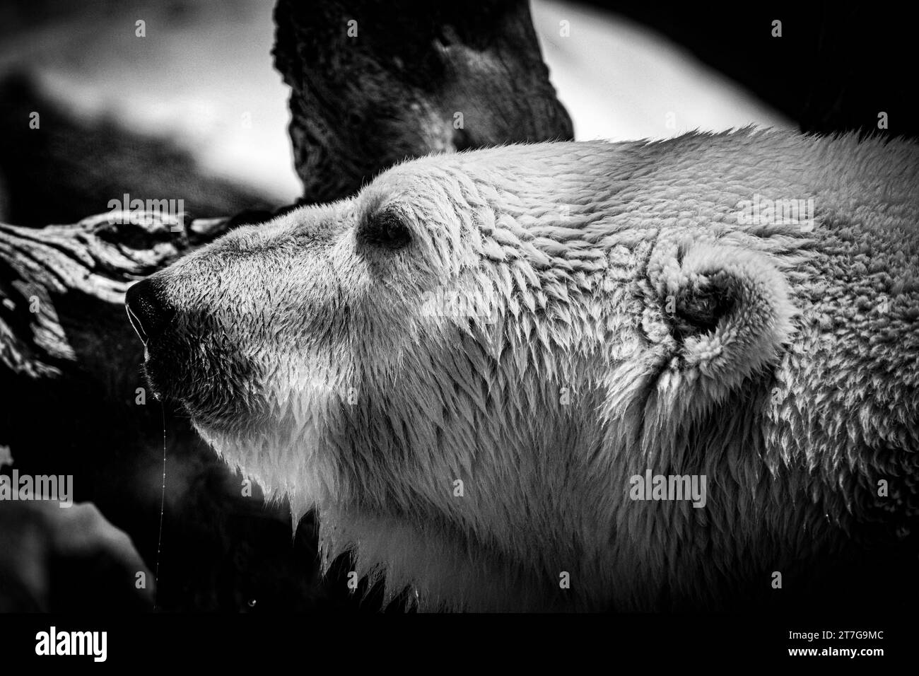 Zoo di San Diego 2019 - Orso polare Foto Stock