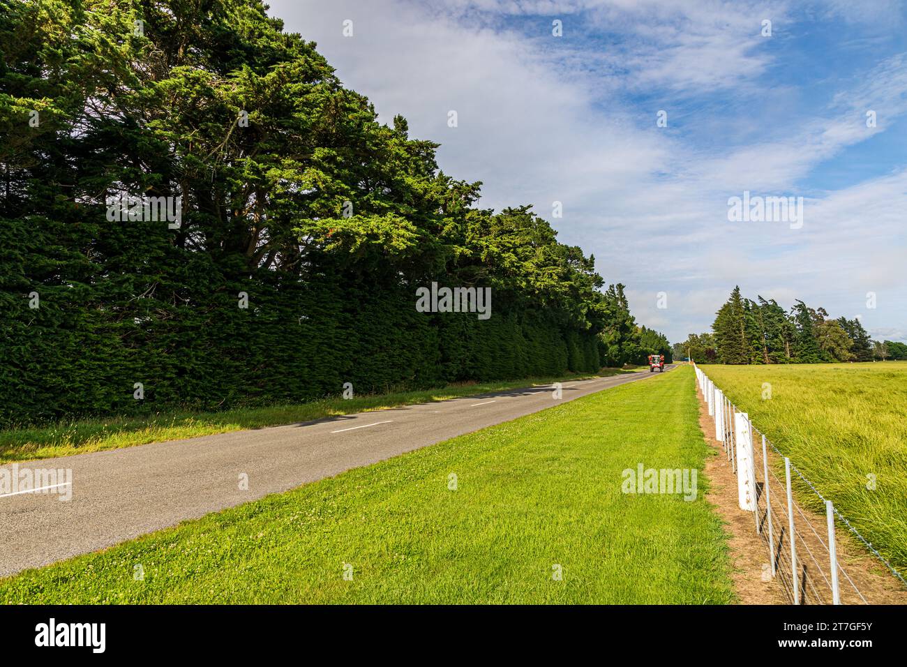 Gli agricoltori neozelandesi utilizzano cinture di protezione, linee di alberi che proteggono stock, colture e pascoli dal vento, dal calore e dal freddo. Sono anche un'abitudine naturale Foto Stock