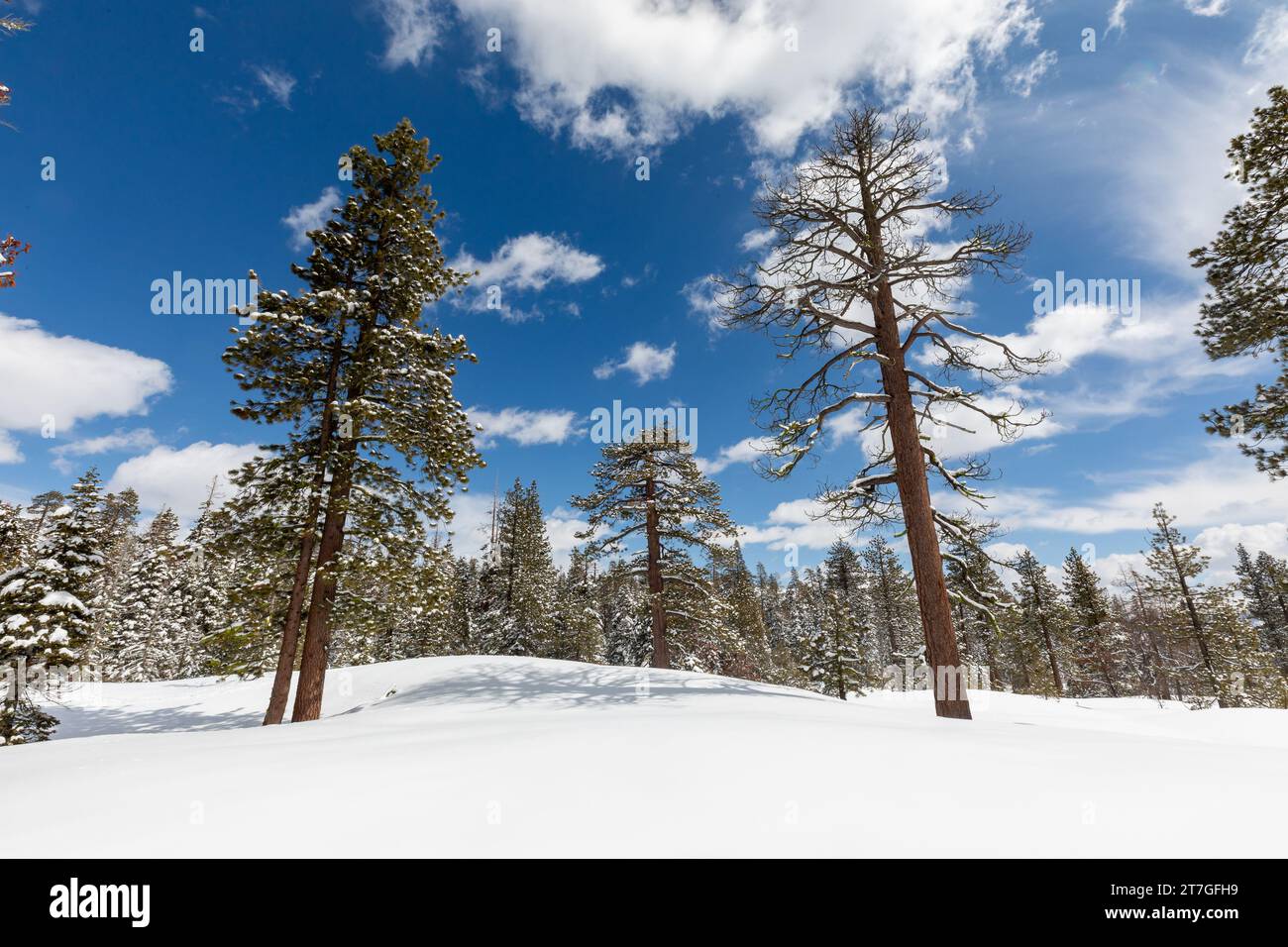 La neve ricopre un campo in mezzo a una foresta di sequoie e a un cielo blu Foto Stock