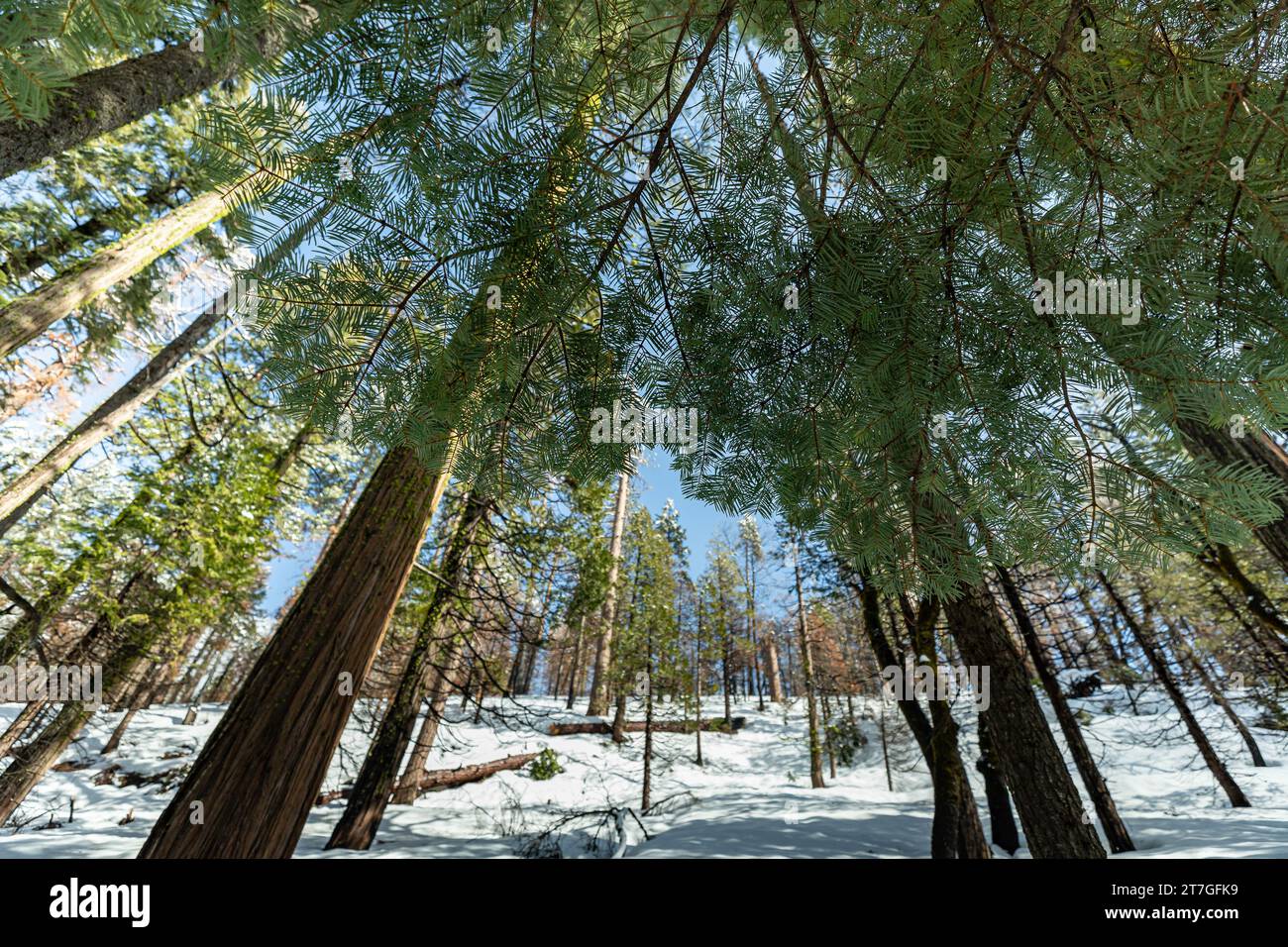 Boschetto di sequoie ricoperte di neve in inverno Foto Stock