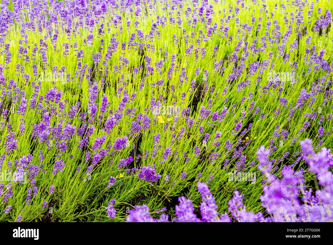 Nuova Zelanda, attrazione di una fattoria di lavanda. La lavanda ha proprietà medicinali oltre ad essere una fragranza popolare Foto Stock