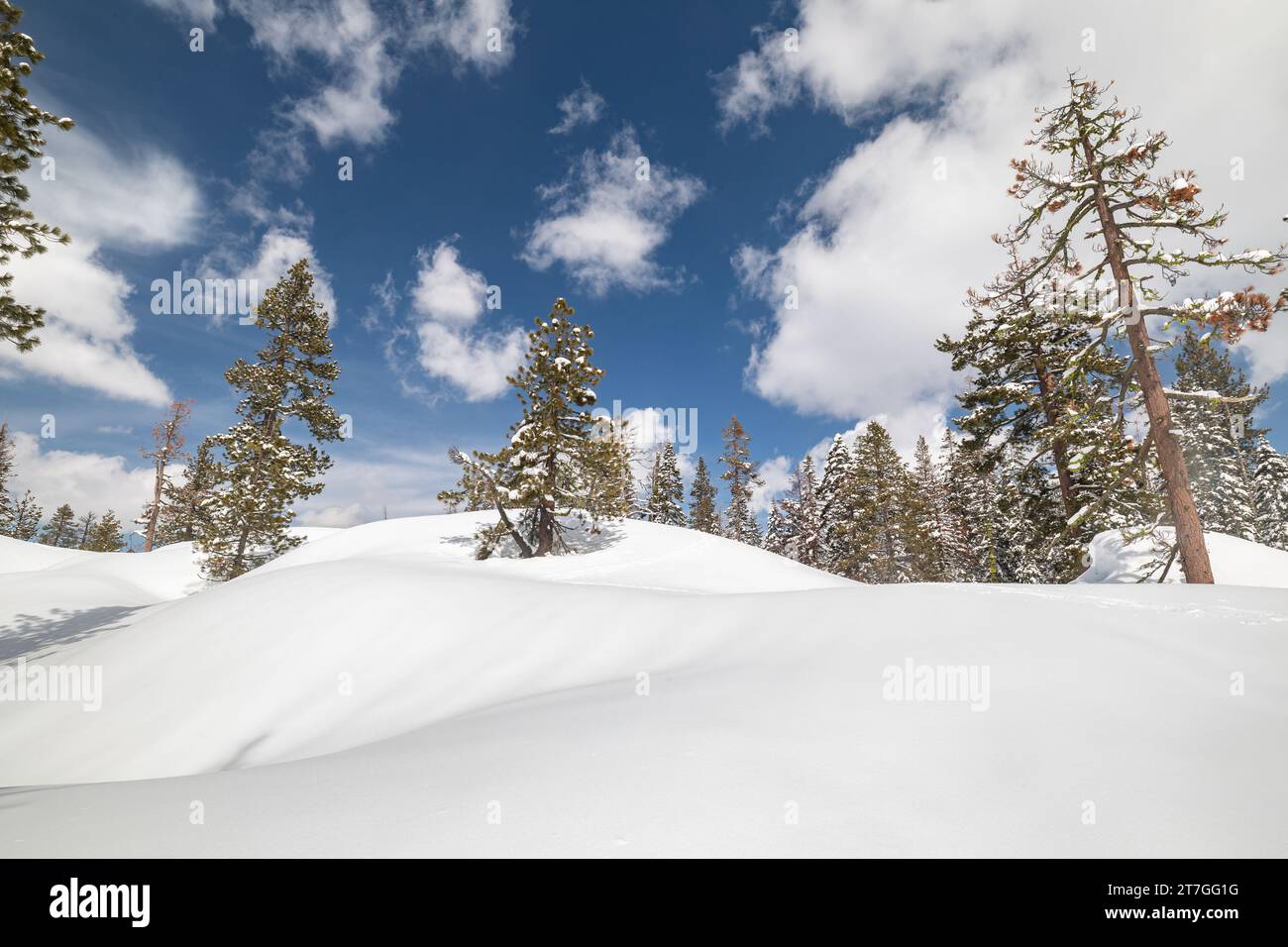 Neve profonda deriva e sequoia in una natura selvaggia incontaminata Foto Stock
