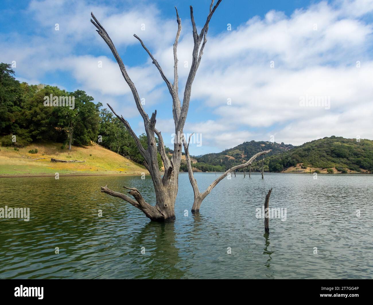 Riflesso di un albero morto nelle acque ferme di un lago selvaggio Foto Stock