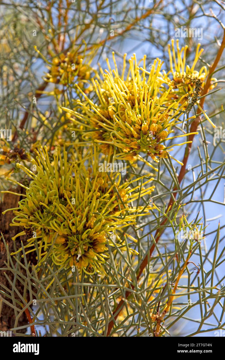 Corkwood in fiore Foto Stock