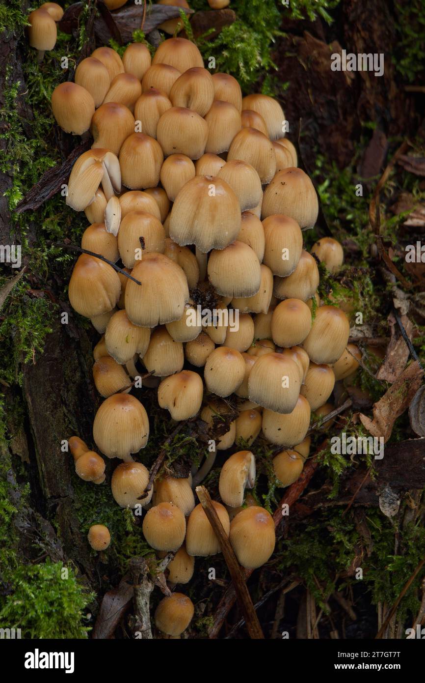 Tintola di mica (Coprinellus micaceus), parco naturale della foresta svevo-franconia, Schwaebisch Hall, Hohenlohe, Heilbronn-Franconia Foto Stock