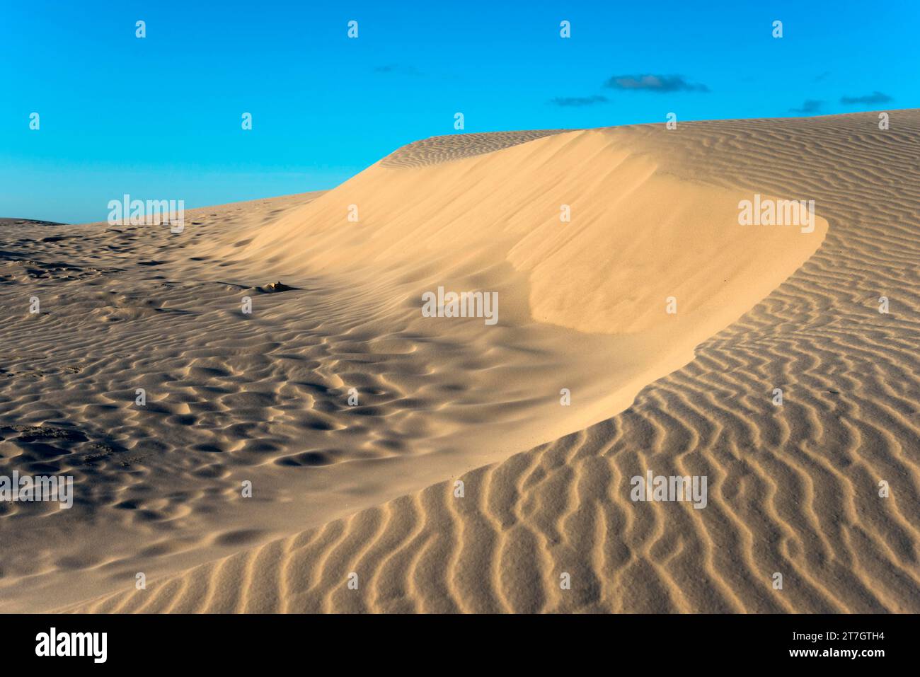 Duna itinerante, Rabjerg Mile, Rabjerg Mile, area di conservazione del paesaggio, Skagens Odde, Jutland, Danimarca Foto Stock