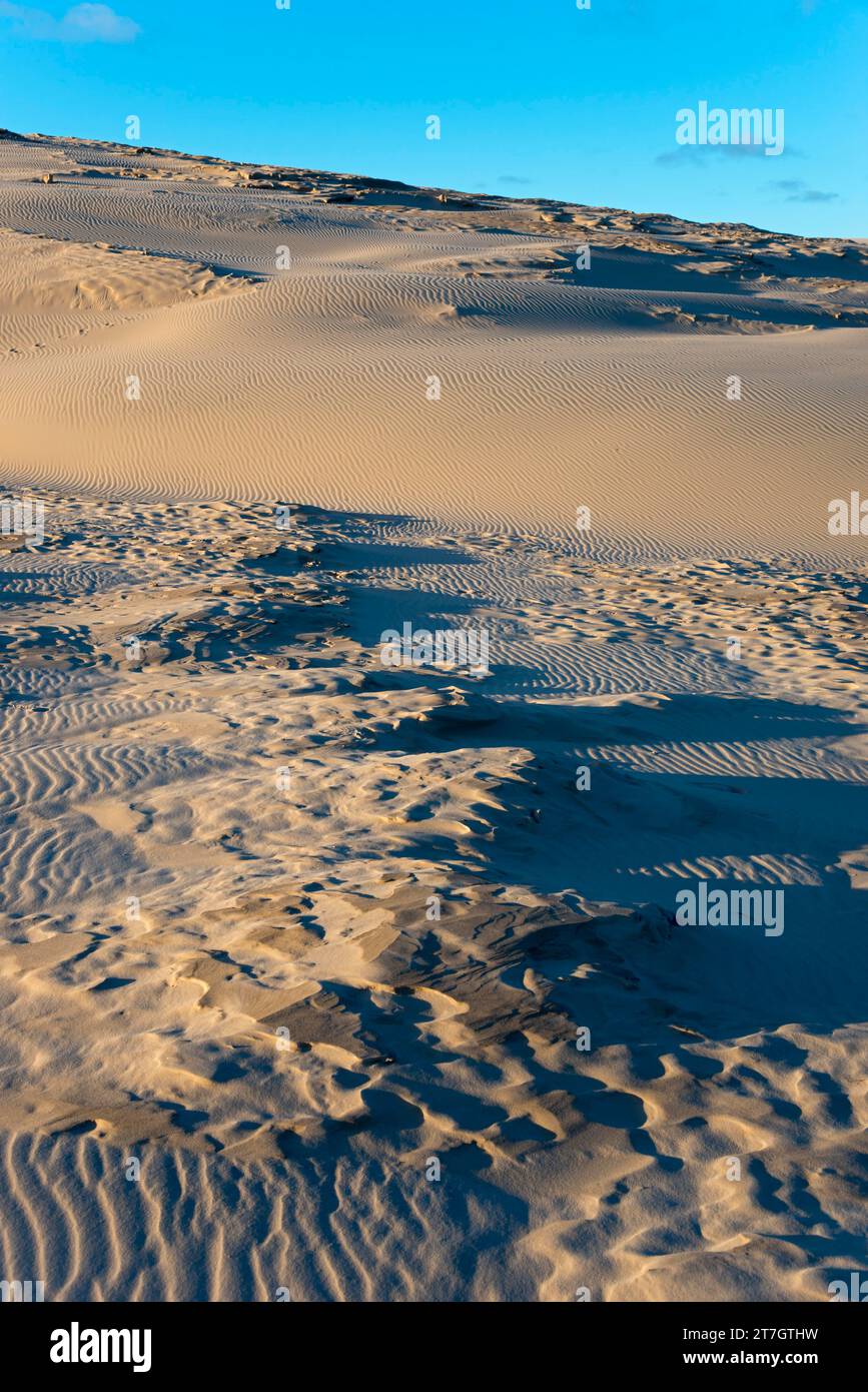 Duna itinerante, Rabjerg Mile, Råbjerg Mile, area di conservazione del paesaggio, Skagens Odde, Jutland, Danimarca, Europa Foto Stock