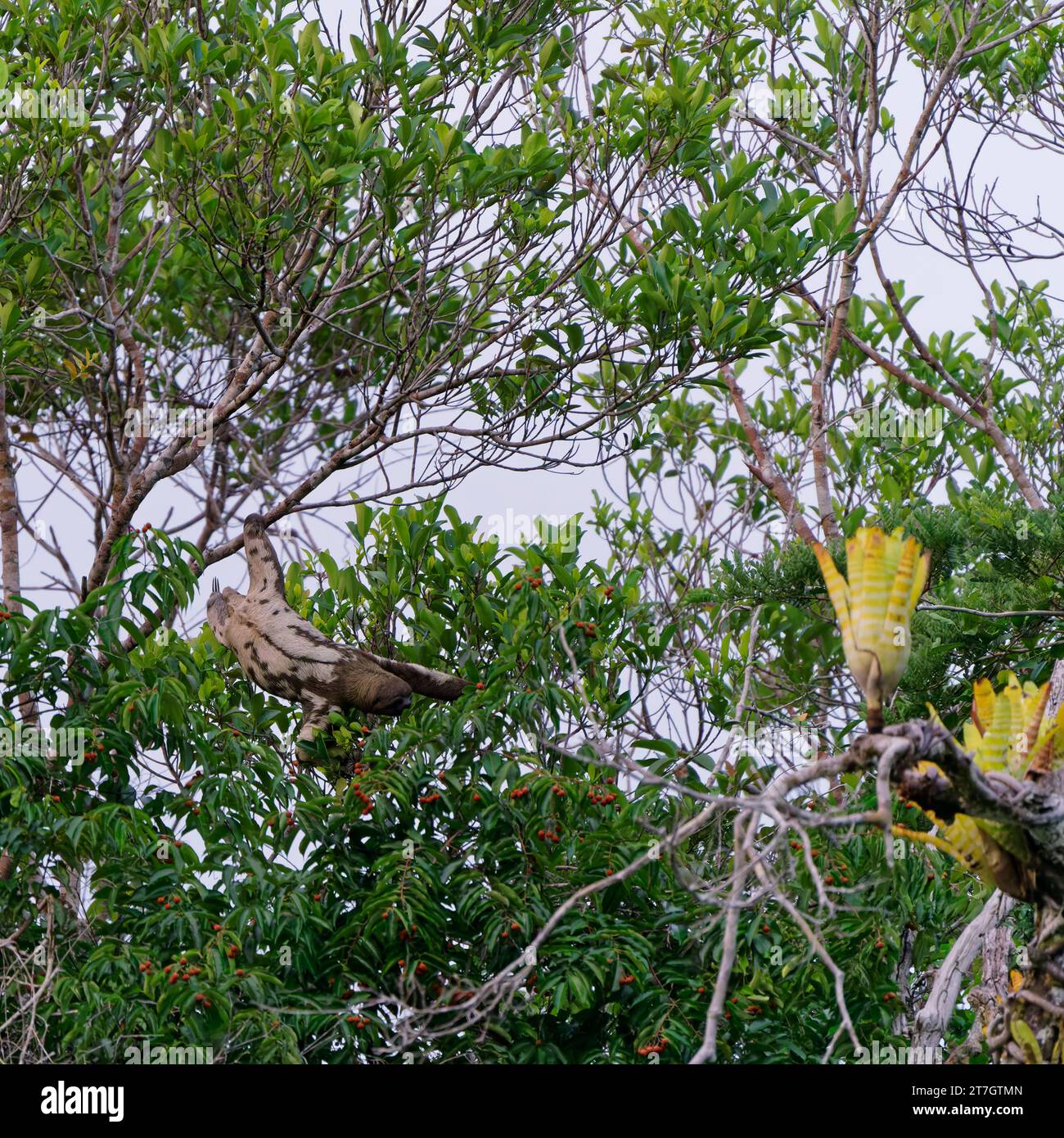 Un bradipo selvaggio a tre dita alto nella foresta nella foresta pluviale amazzonica, la riserva di Cuyabeno nella regione amazzonica tra Ecuador e Perù. Foto Stock