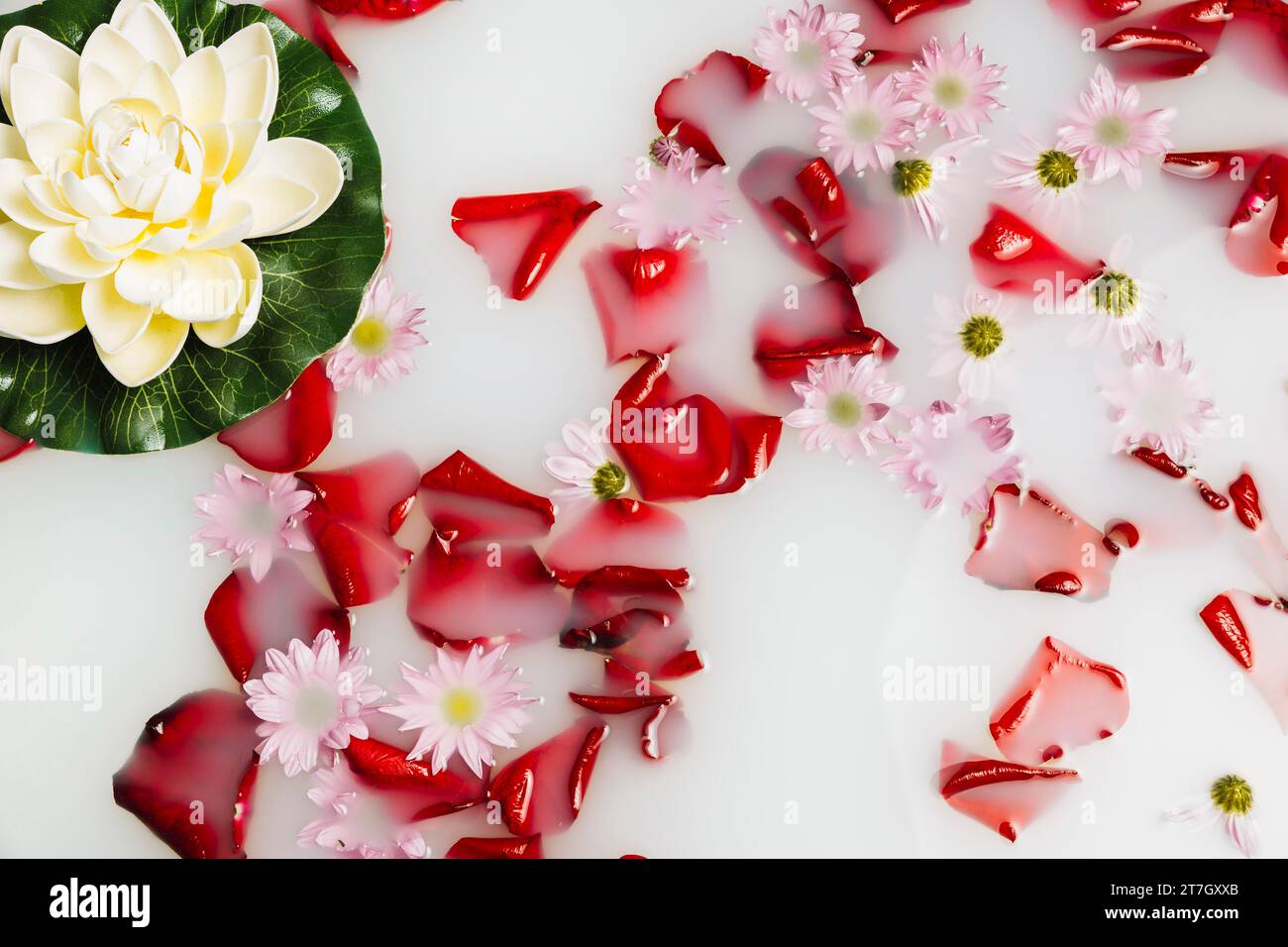 Latte galleggiante con petali di fiori e loto ad alta visibilità Foto Stock