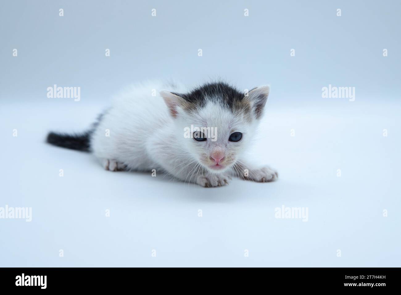 Gatto asiatico su sfondo bianco. primo piano per ritrarre un gattino su sfondo bianco pulito Foto Stock