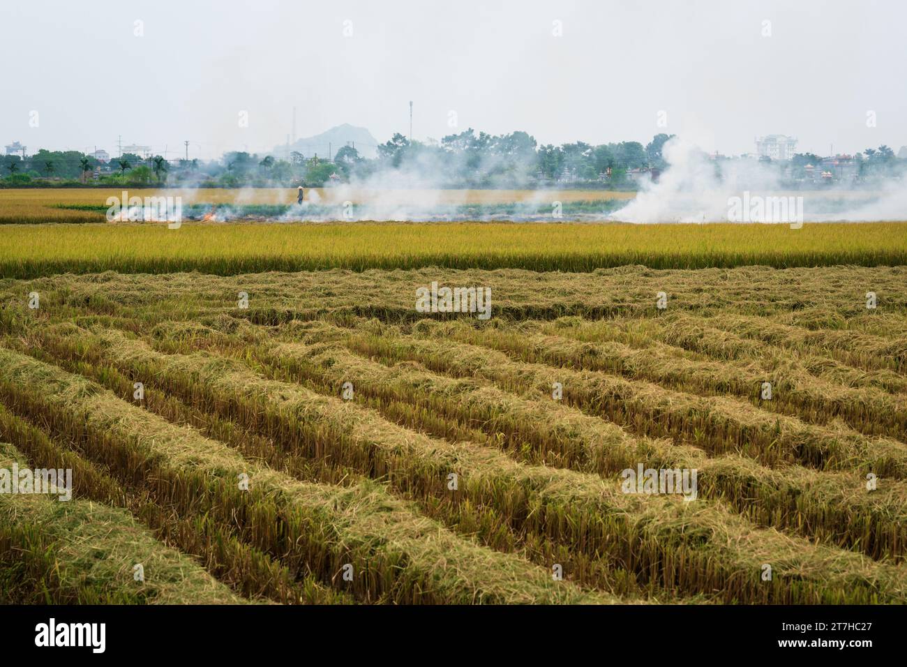 La combustione del campo di riso dopo il raccolto nella cosiddetta stagione delle fiamme, provocando smog e foschia, Ninh Binh, Vietnam Foto Stock