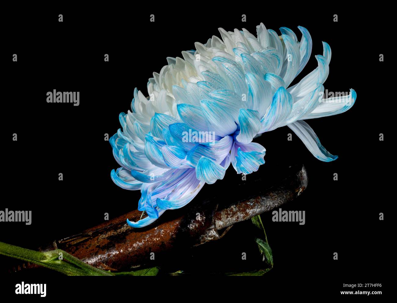 Natura morta creativa con una vecchia chiave arrugginita e un fiore di crisantemo bianco-blu su sfondo nero Foto Stock