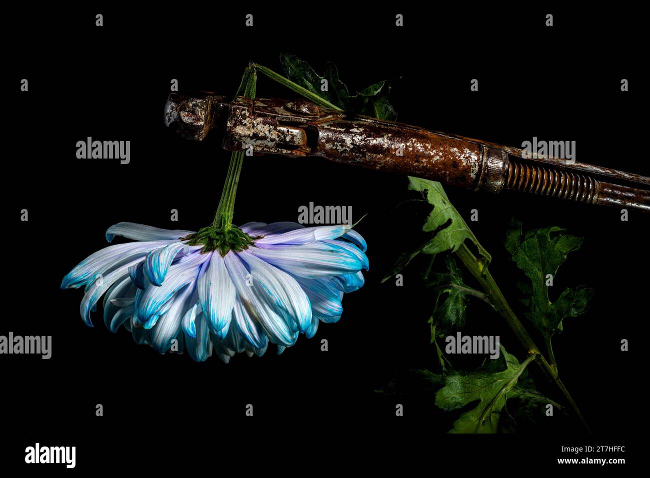 Natura morta creativa con una vecchia chiave arrugginita e un fiore di crisantemo bianco-blu su sfondo nero Foto Stock