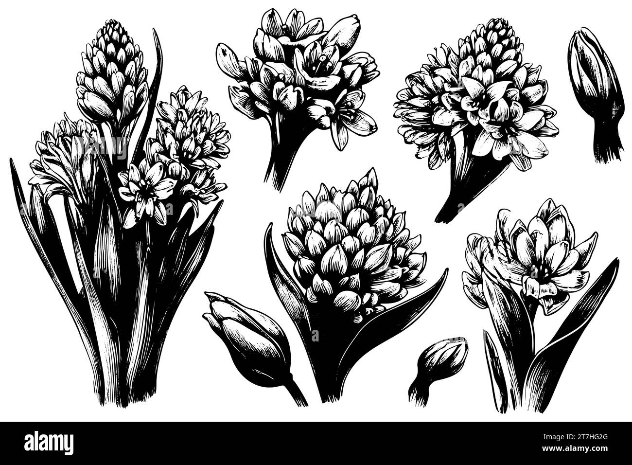 Set Giacinto fiori, gemme e bulbi. schizzo disegnato a mano Illustrazione Vettoriale