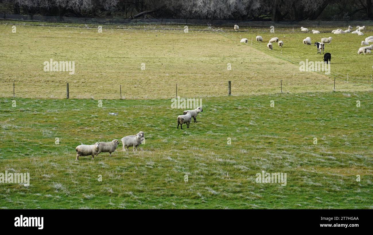 Pecore e mucche in inverno a Otago, nuova Zelanda Foto Stock