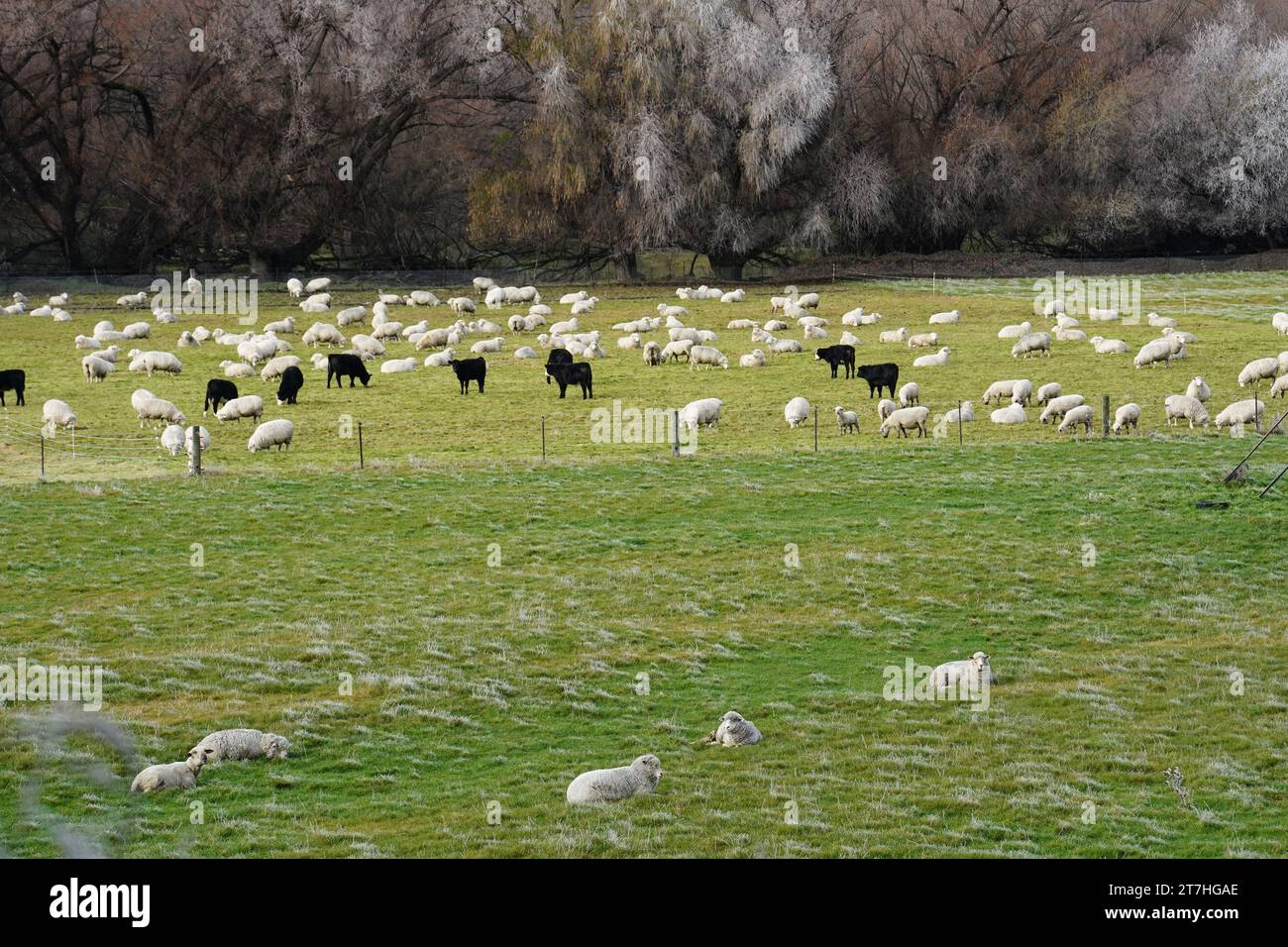 Pecore e mucche in inverno a Otago, nuova Zelanda Foto Stock