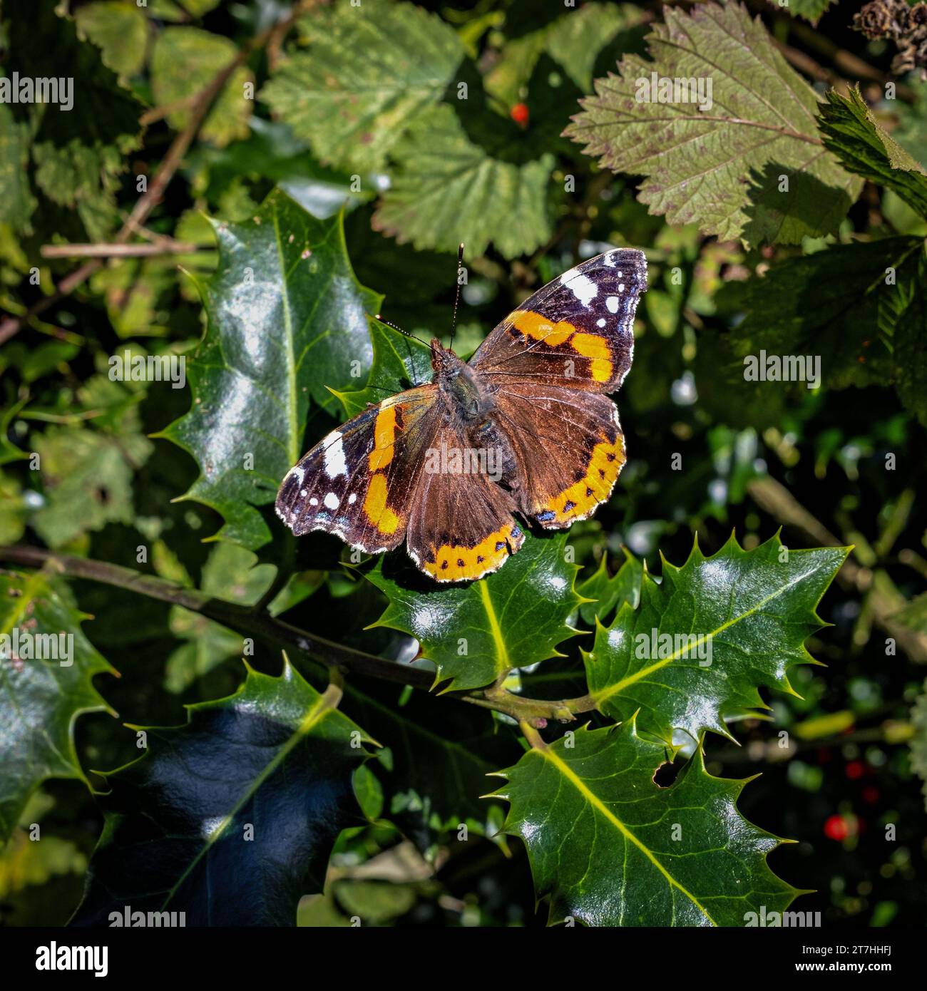 La farfalla Red Admiral poggia su una foglia di holly con le ali allungate Foto Stock