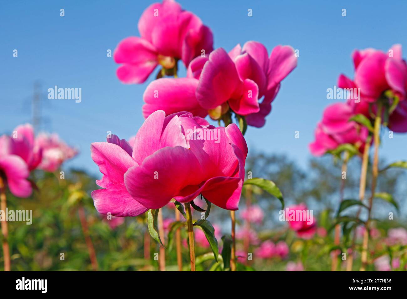 Fiori di peonia in fiore Foto Stock