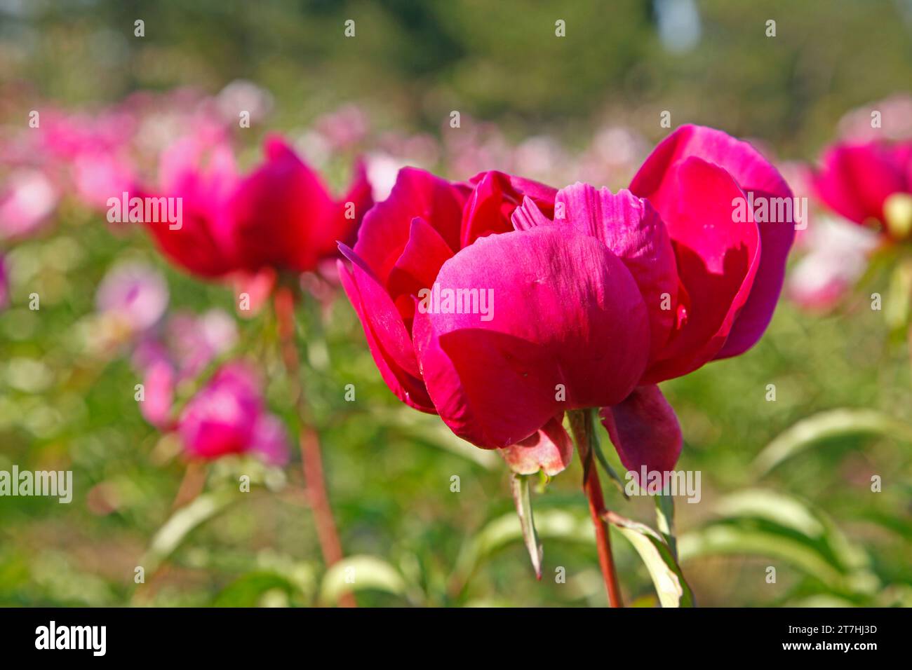 Fiori di peonia in fiore Foto Stock