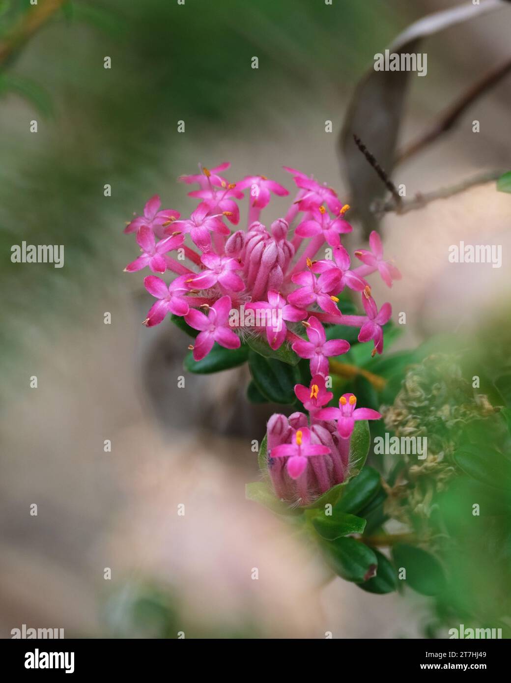 Fiore di riso rosa Foto Stock