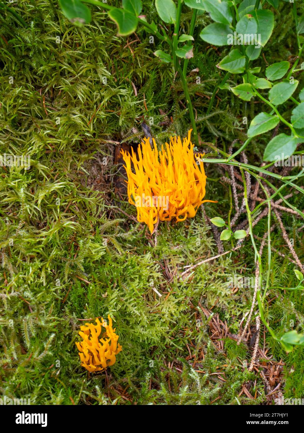 Clavulinopsis fusiformis, comunemente noto come mandrini dorati, corallo giallo a forma di mandrino, o fata club a forma di mandrino Foto Stock