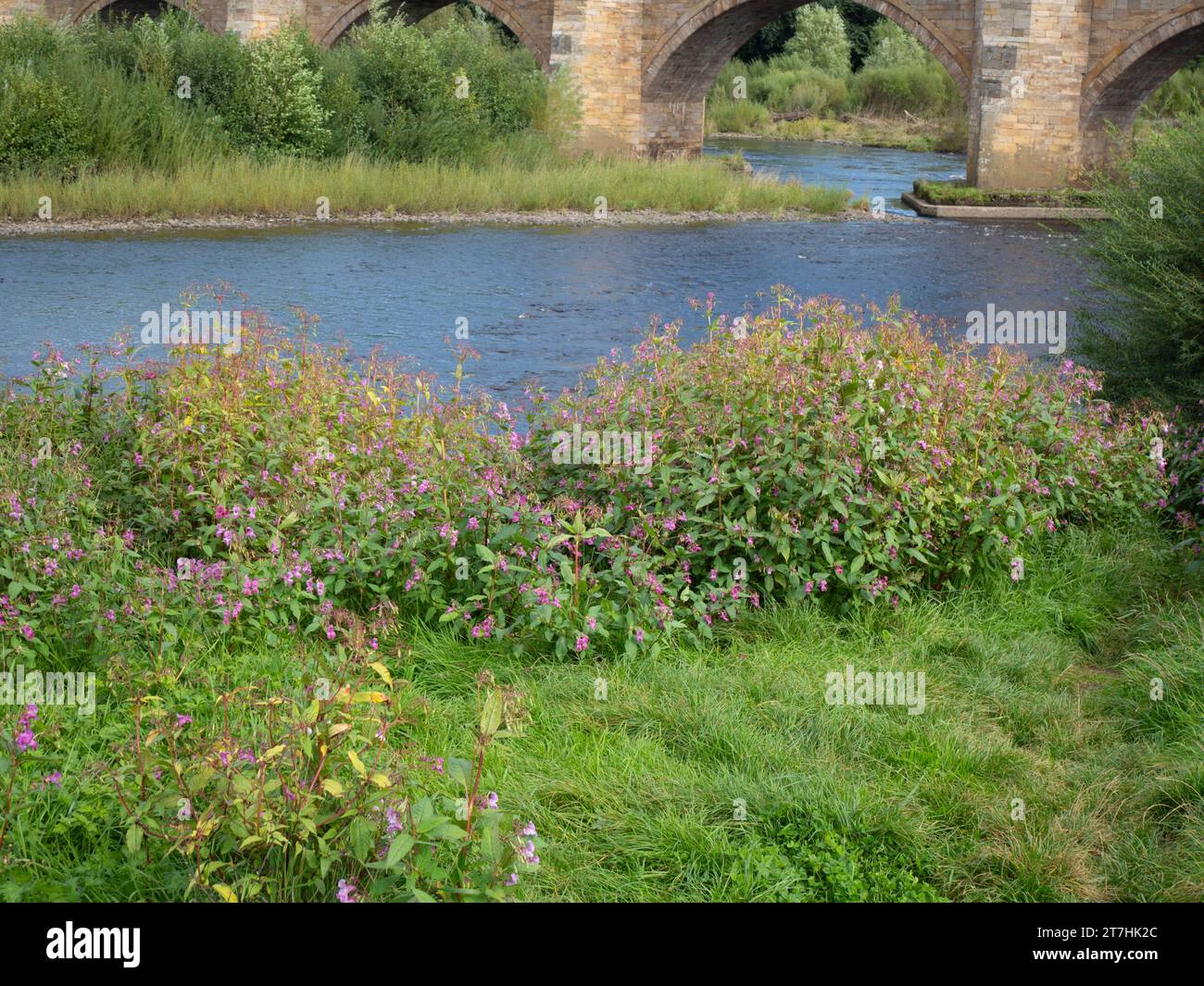 Impatiens glandulifera, balsamo himalayano, vicino al fiume Tyne, Northumberland Foto Stock