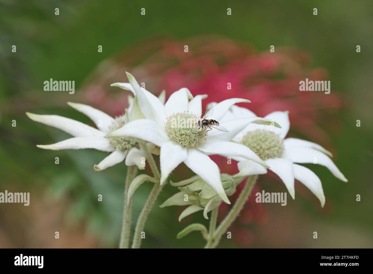 Flannel e Fly Foto Stock