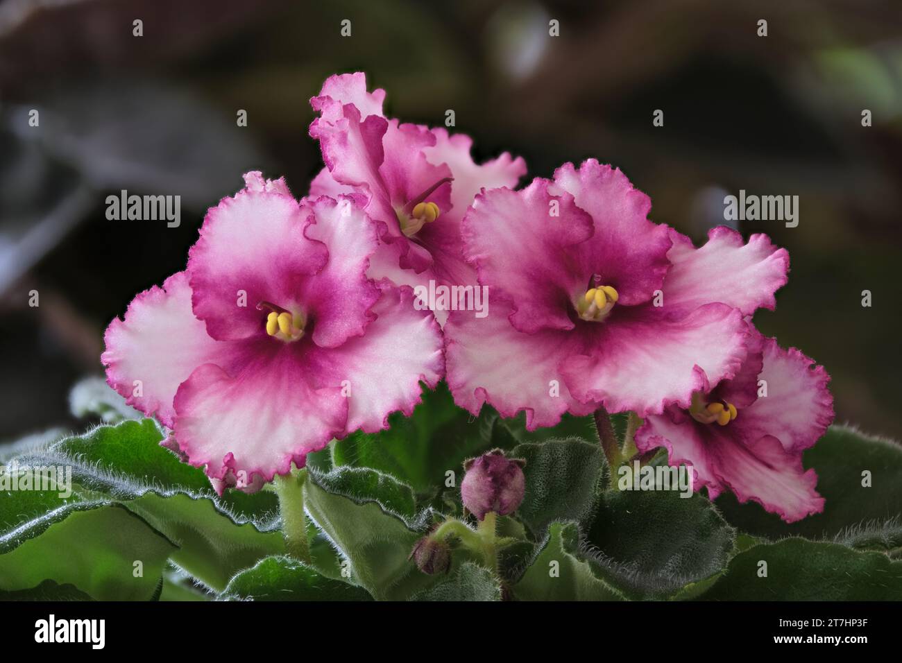 Frilly African Violets Foto Stock